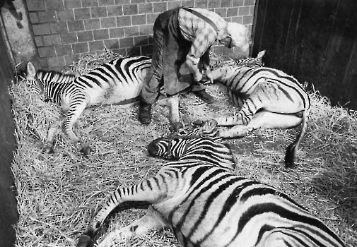 19800227 Zebras Pediküre, Barum
