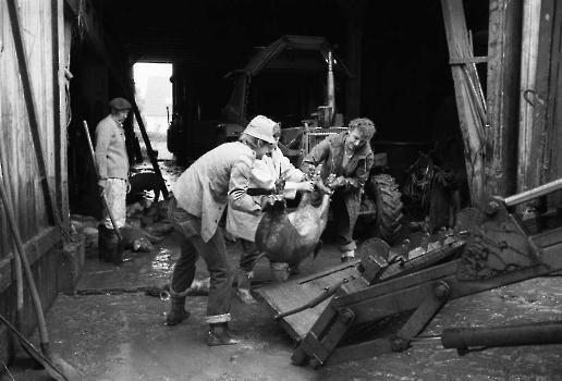 19810605 Hochwasser Diemarden 1