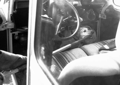 19850305 Hund im Auto 1