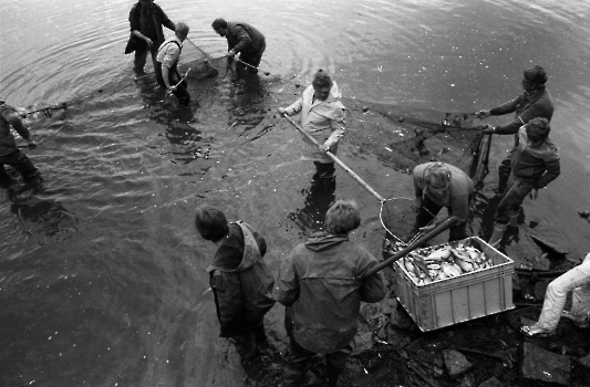 19851023 Kiessee Fischsterben 4