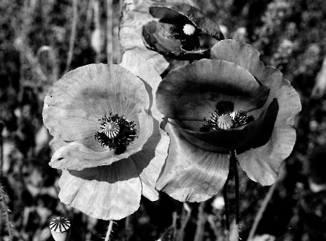 19870709 Ackerwildkräuter, Mohn