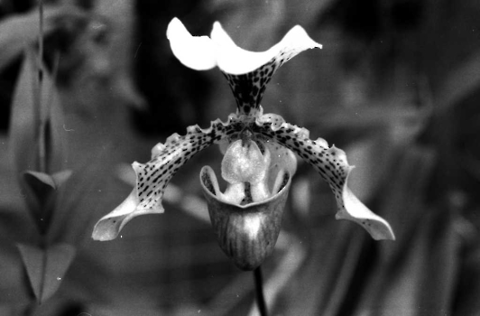 19890700 Orchideen Krume 2