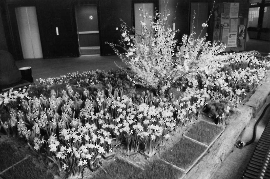 19900308 Frühling im Neuen Rathaus