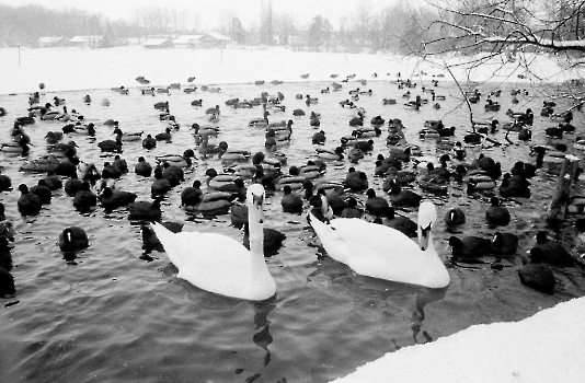19910215 Enten und Schwäne