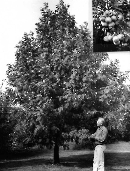 19920922 Rettung Speierling, Prof. Weding Kausch-Blecken von Schmeling