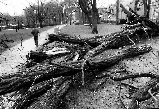 19930125 Sturmschaden abgetragener Wall