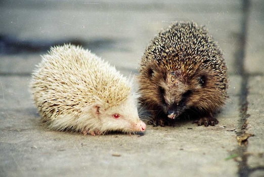 19980203 Tiere Weißer Igel