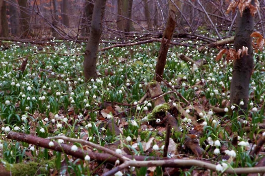 19980308 Märzenbecher