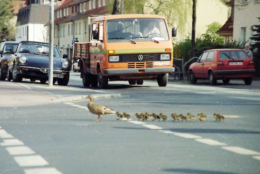 19980320 Tiere Enten