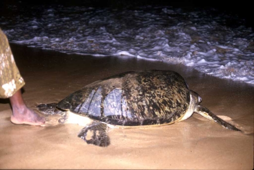 SRI LANKA | SCHILDKRÖTEN AM STRAND