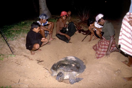 SRI LANKA | SCHILDKRÖTEN AM STRAND