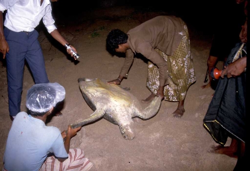 SRI LANKA | SCHILDKRÖTEN AM STRAND